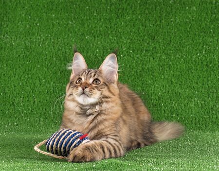 Playful Maine Coon kitten posing over green grass backgroundの写真素材