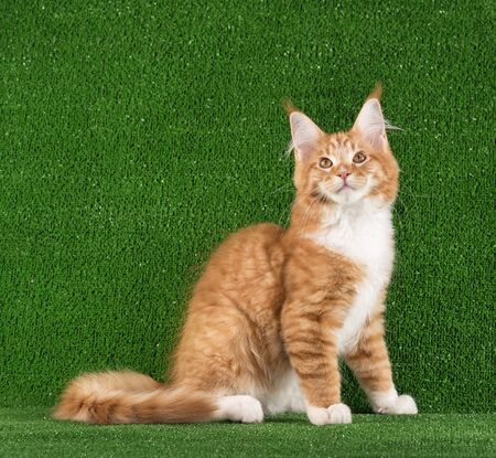 Playful Maine Coon kitten posing over green grass backgroundの写真素材