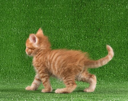 Playful Maine Coon kitten posing over green grass backgroundの写真素材