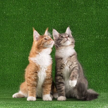 Playful Maine Coon kitten posing over green grass backgroundの写真素材