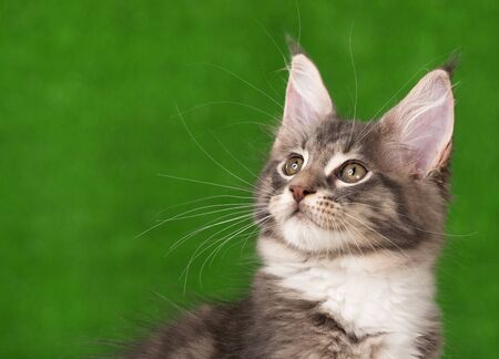 Portrait of Maine Coon kitten over green grass backgroundの写真素材