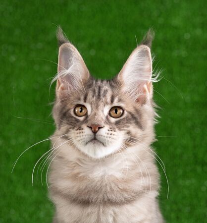 Portrait of Maine Coon kitten over green grass backgroundの写真素材
