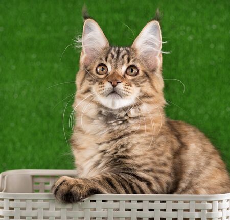 Portrait of Maine Coon kitten over green grass backgroundの写真素材