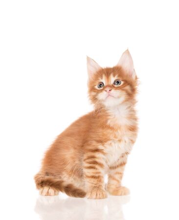 Fluffy Maine Coon kitten isolated over white backgroundの写真素材