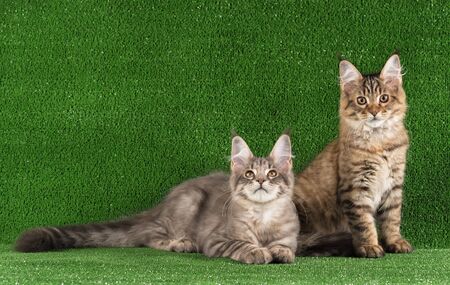 Maine Coon kittens over bright green grass backgroundの写真素材