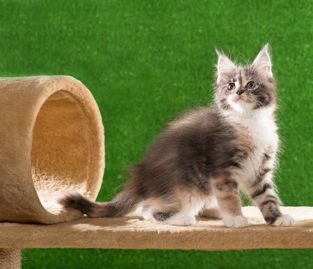 Maine Coon kitten on the scratching-stone over green grass backgroundの写真素材
