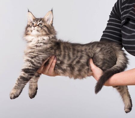 Fluffy Maine Coon kitten on the female hand isolated over white backgroundの写真素材