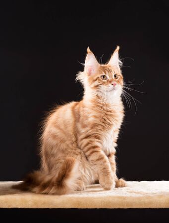 Fluffy Maine Coon kitten on the scratching-stone over black backgroundの写真素材