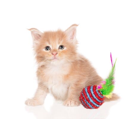 Fluffy Maine Coon kitten isolated over white backgroundの写真素材