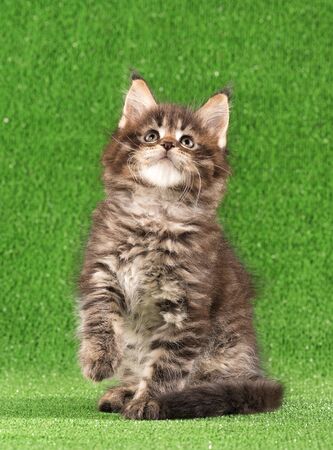 Playful Maine Coon kitten posing over green grass backgroundの写真素材