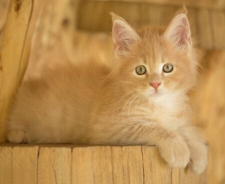 Cute Maine Coon kitten on the stump in the open-air cageの写真素材