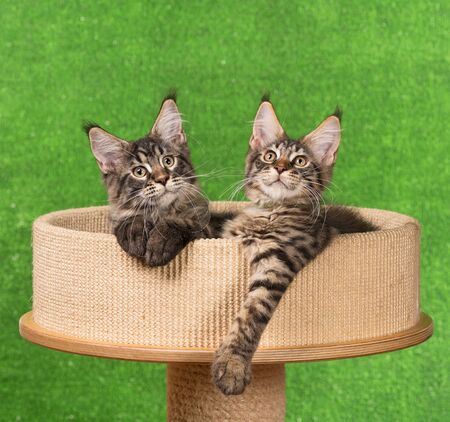 Maine Coon kittens on the scratching-stone over green backgroundの写真素材