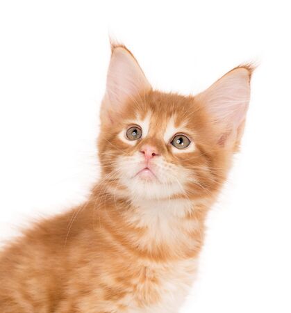 Fluffy Maine Coon kitten isolated over white backgroundの写真素材