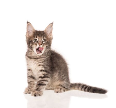 Fluffy Maine Coon kitten licking its lips isolated over white backgroundの写真素材