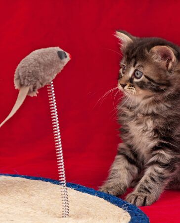 Curious little kitten on the scratching post over red backgroundの写真素材