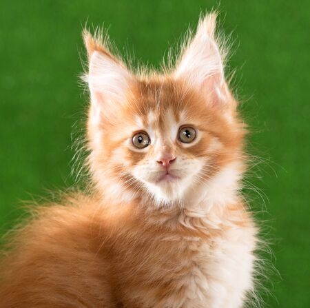 Portrait of Maine Coon kitten over green grass backgroundの写真素材
