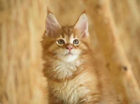 Cute Maine Coon kitten on the stump in the open-air cageの写真素材