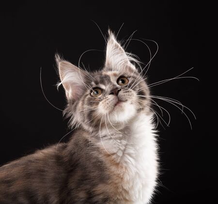 Fluffy Maine Coon kitten over black backgroundの写真素材
