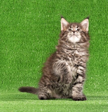 Playful Maine Coon kitten posing over green grass backgroundの写真素材