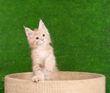 Maine Coon kitten on the scratching-stone over green grass backgroundの写真素材