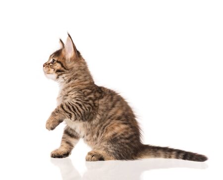 Fluffy Maine Coon kitten isolated over white backgroundの写真素材