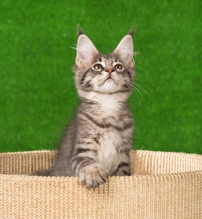 Maine Coon kitten on the scratching-stone over green grass backgroundの写真素材