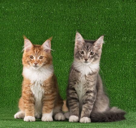 Maine Coon kittens over bright green grass backgroundの写真素材