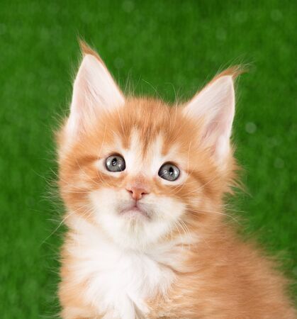 Portrait of Maine Coon kitten over green grass backgroundの写真素材