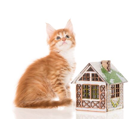 Serious Maine Coon kitten with toy house isolated over white backgroundの写真素材