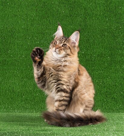 Playful Maine Coon kitten posing over green grass backgroundの写真素材