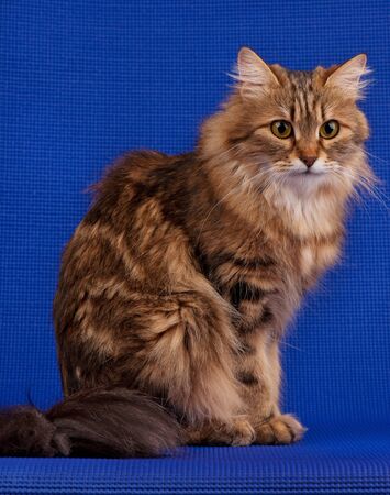 Siberian beautiful adult cat over blue backgroundの写真素材