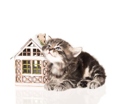 Cute little kitten with toy house isolated over white backgroundの写真素材