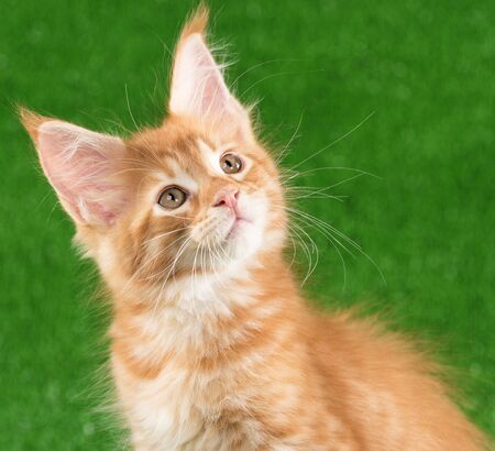 Portrait of Maine Coon kitten over green grass backgroundの写真素材