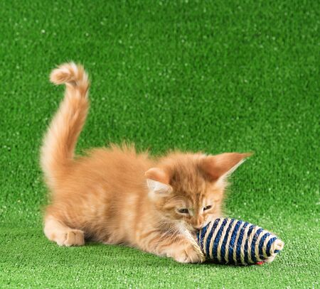 Playful Maine Coon kitten posing over green grass backgroundの写真素材