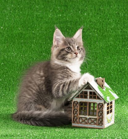 Playful Maine Coon kitten with toy house over green grass backgroundの写真素材