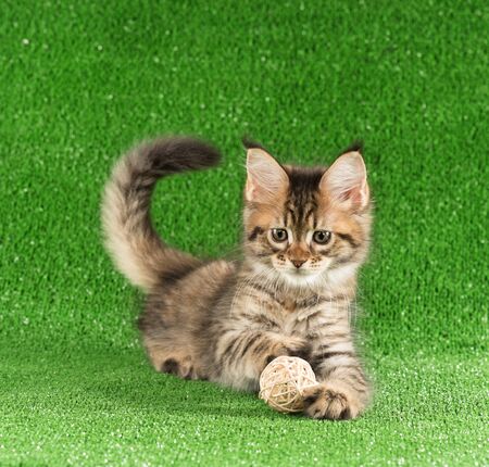 Playful Maine Coon kitten posing over green grass backgroundの写真素材