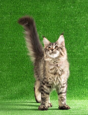 Playful Maine Coon kitten posing over green grass backgroundの写真素材