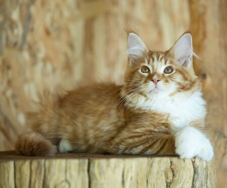 Cute Maine Coon kitten on the stump in the open-air cageの写真素材
