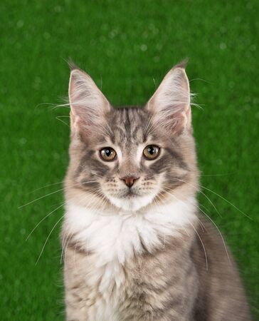 Portrait of Maine Coon kitten over green grass backgroundの写真素材