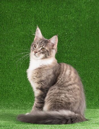 Playful Maine Coon kitten posing over green grass backgroundの写真素材