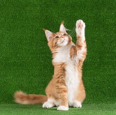 Playful Maine Coon kitten posing over green grass backgroundの写真素材