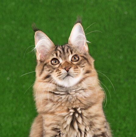 Portrait of Maine Coon kitten over green grass backgroundの写真素材