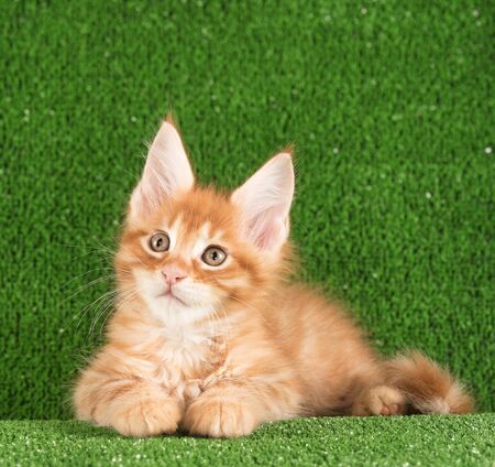 Playful Maine Coon kitten posing over green grass backgroundの写真素材