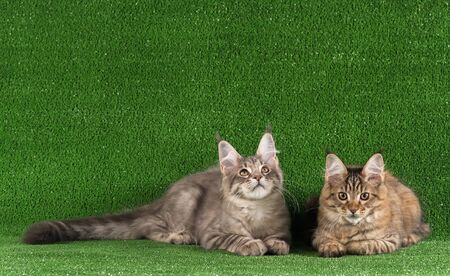 Maine Coon kittens over bright green grass backgroundの写真素材