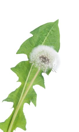 Old dandelion stem with geen leaf isolated over white backgroundの写真素材