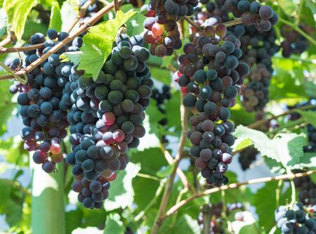 Fresh ripe grape with green leaves over wall backgroundの写真素材