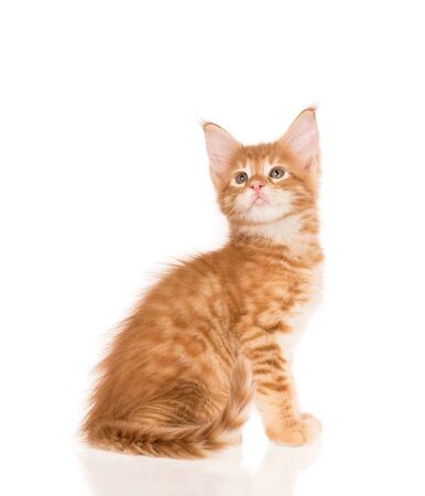 Fluffy Maine Coon kitten isolated over white backgroundの写真素材