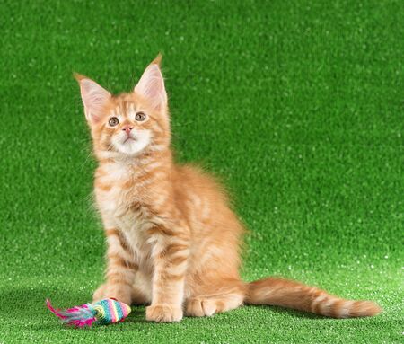 Playful Maine Coon kitten posing over green grass backgroundの写真素材