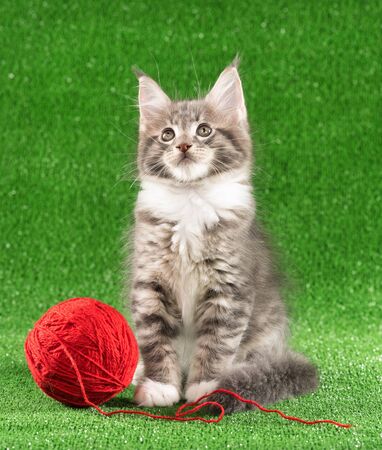 Playful Maine Coon kitten posing over green grass backgroundの写真素材