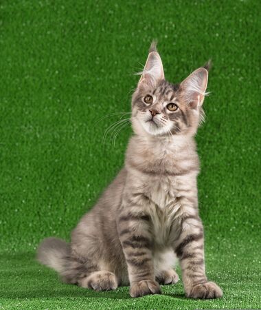 Playful Maine Coon kitten posing over green grass backgroundの写真素材